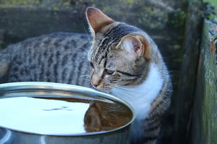 5岁男孩地震时折返回家救小猫